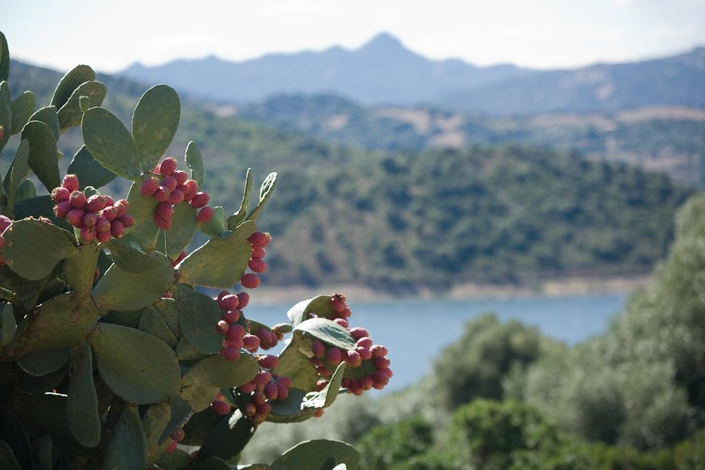 منزل الضيف سانت أنطونيو دي غالورا  في Liscia Country Relais المظهر الخارجي الصورة